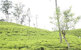 Ella Tea Land View